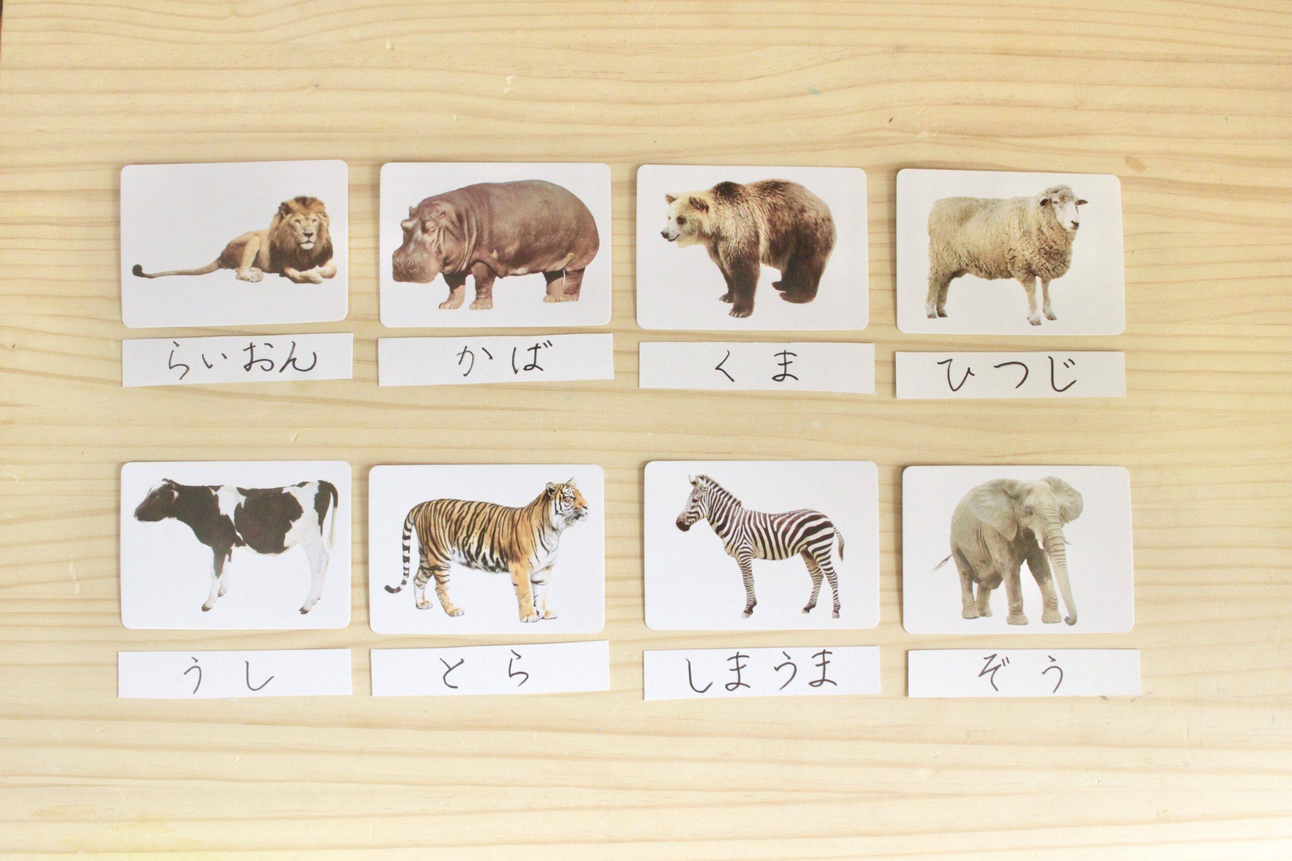 １００均】ダイソーのリアルな動物カードを知育に活用！ おすすめ